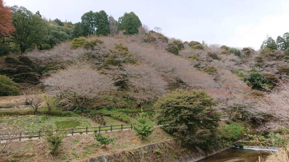 川見四季桜の里