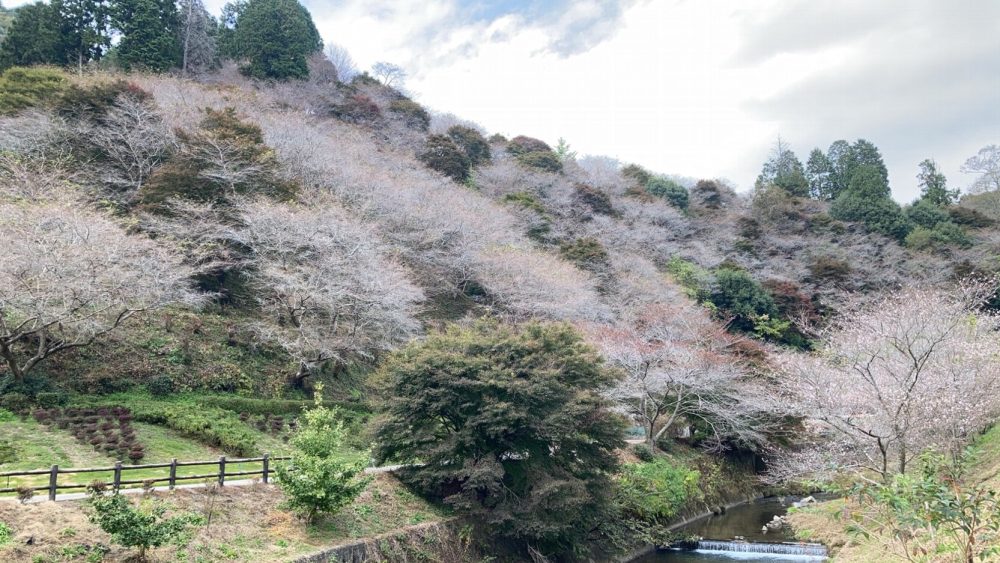 川見四季桜の里