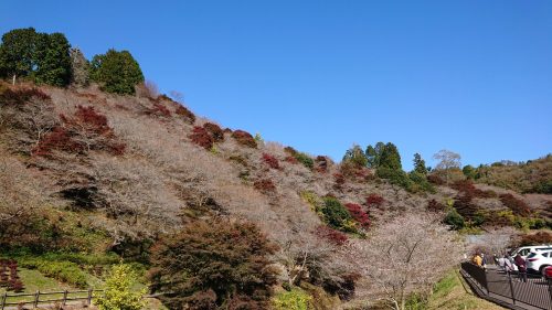 川見四季桜の里