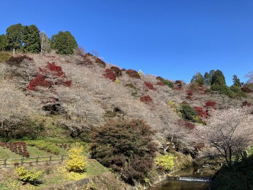 川見四季桜の里