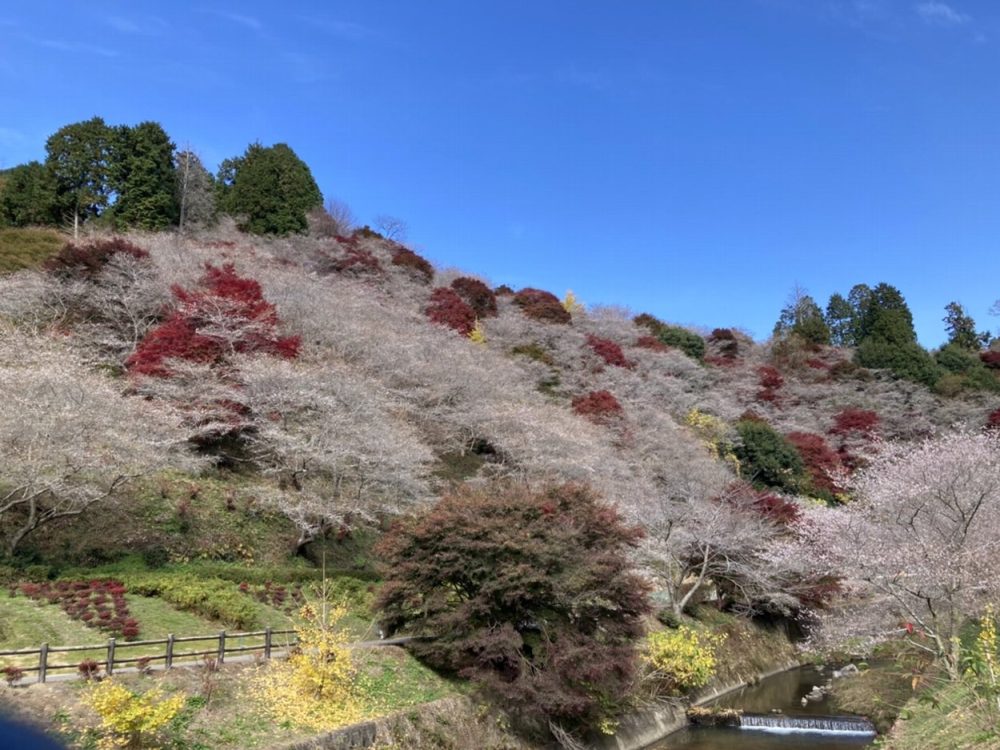 川見四季桜の里