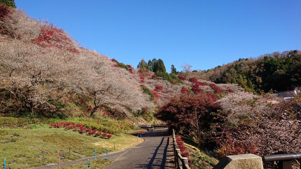 川見四季桜の里