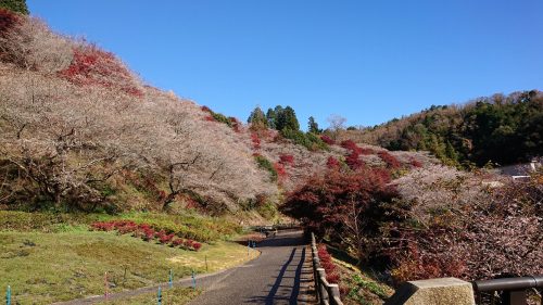 川見四季桜の里