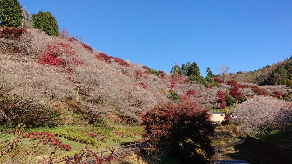 川見四季桜の里