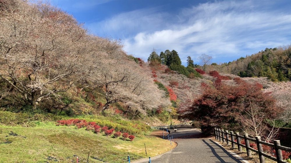 川見四季桜の里