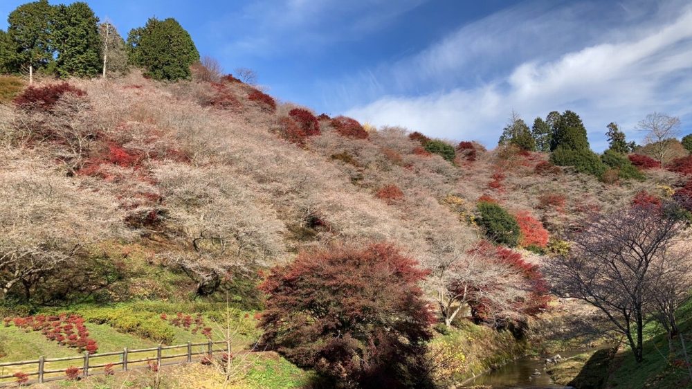 川見四季桜の里