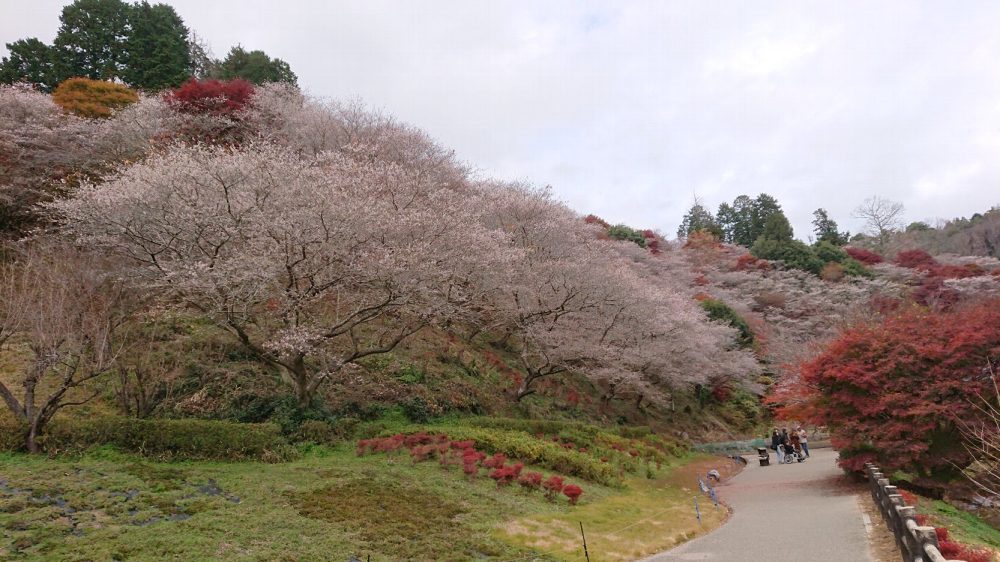 川見四季桜の里