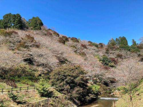 川見四季桜の里