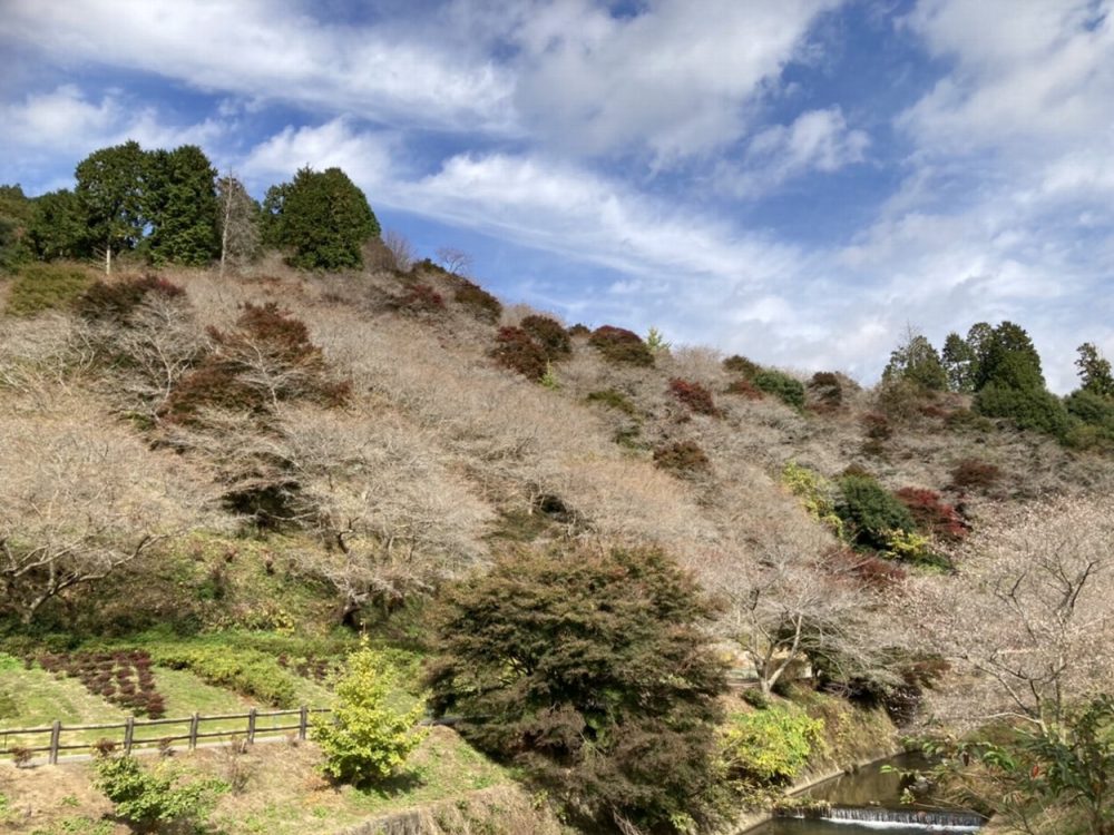 川見四季桜の里