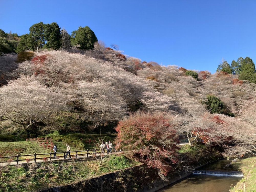 川見四季桜の里