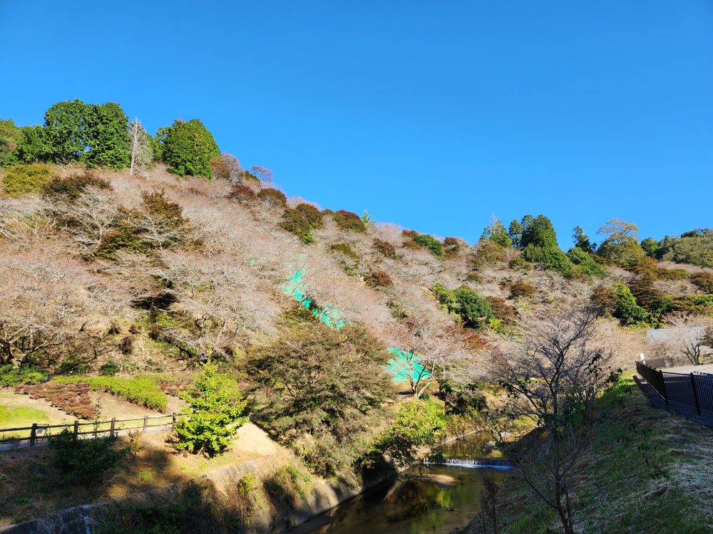 川見四季桜の里