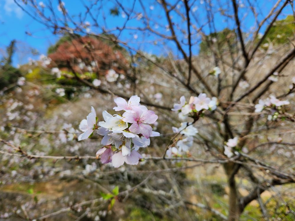 川見四季桜の里