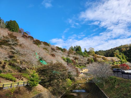 川見四季桜の里