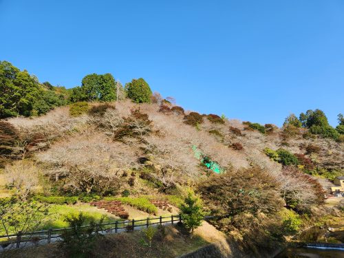 川見四季桜の里