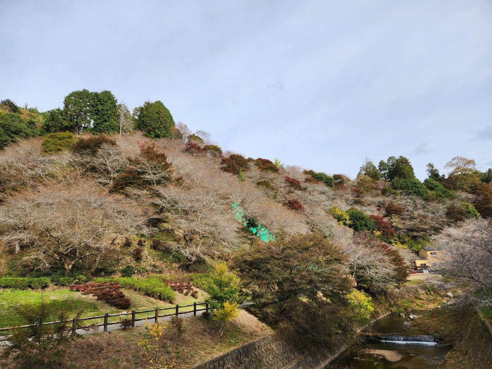 川見四季桜の里