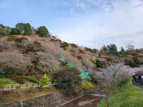 川見四季桜の里