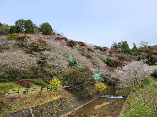 川見四季桜の里