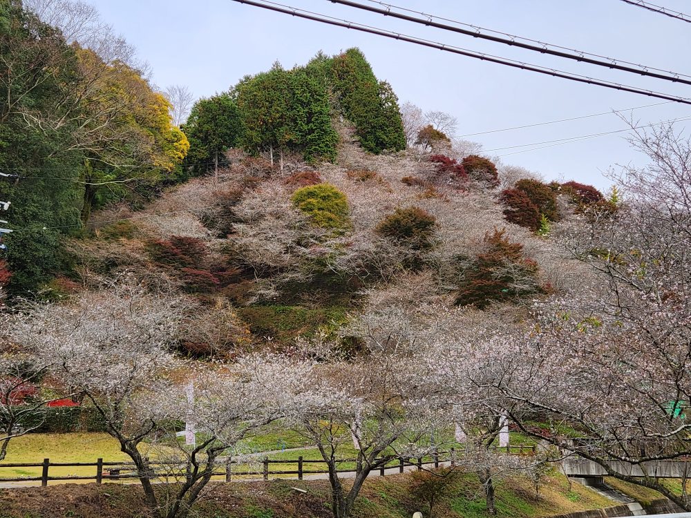 川見四季桜の里