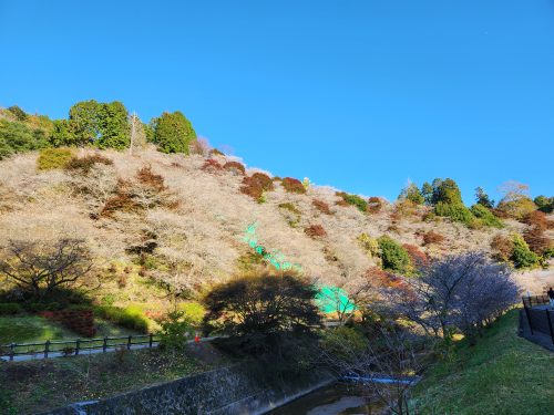 川見四季桜の里