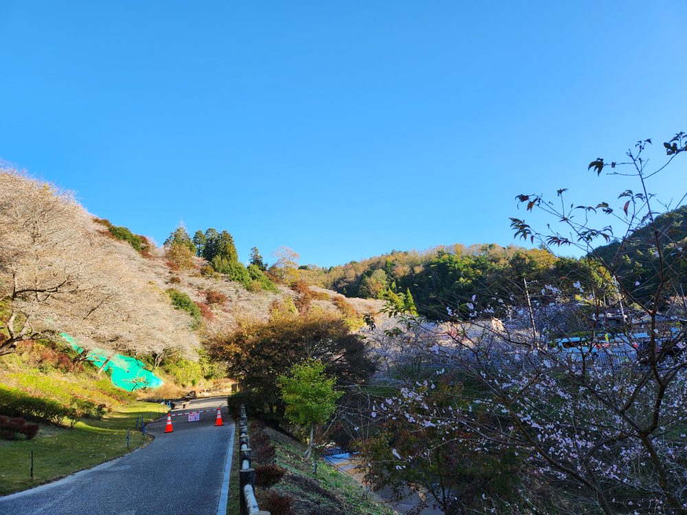 川見四季桜の里