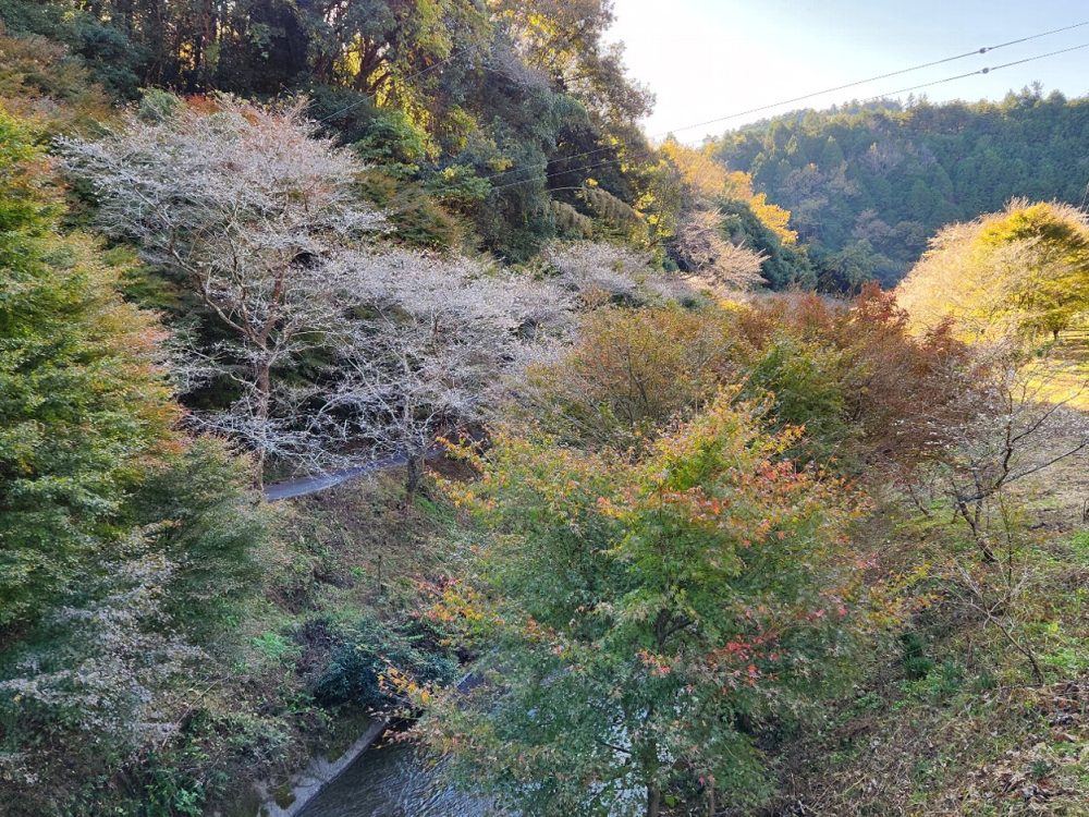 柿ヶ入り遊歩道