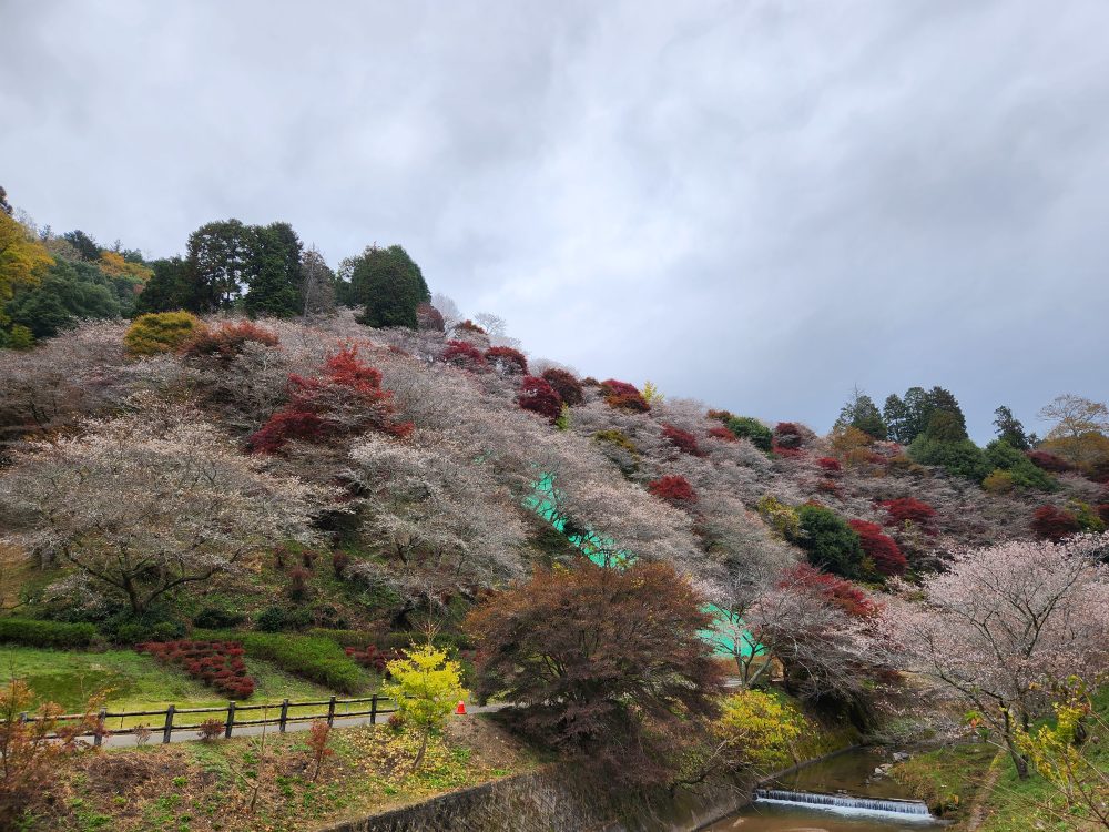 川見四季桜の里