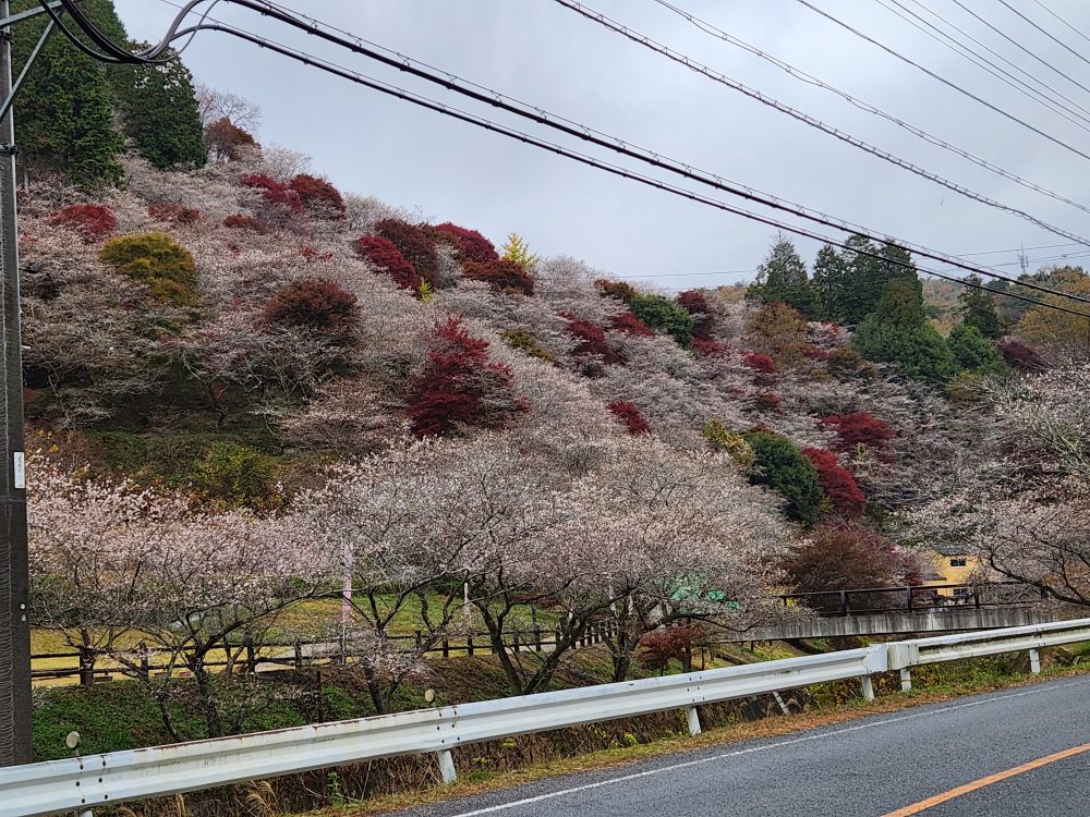 川見四季桜の里