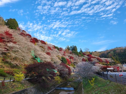 川見四季桜のさと