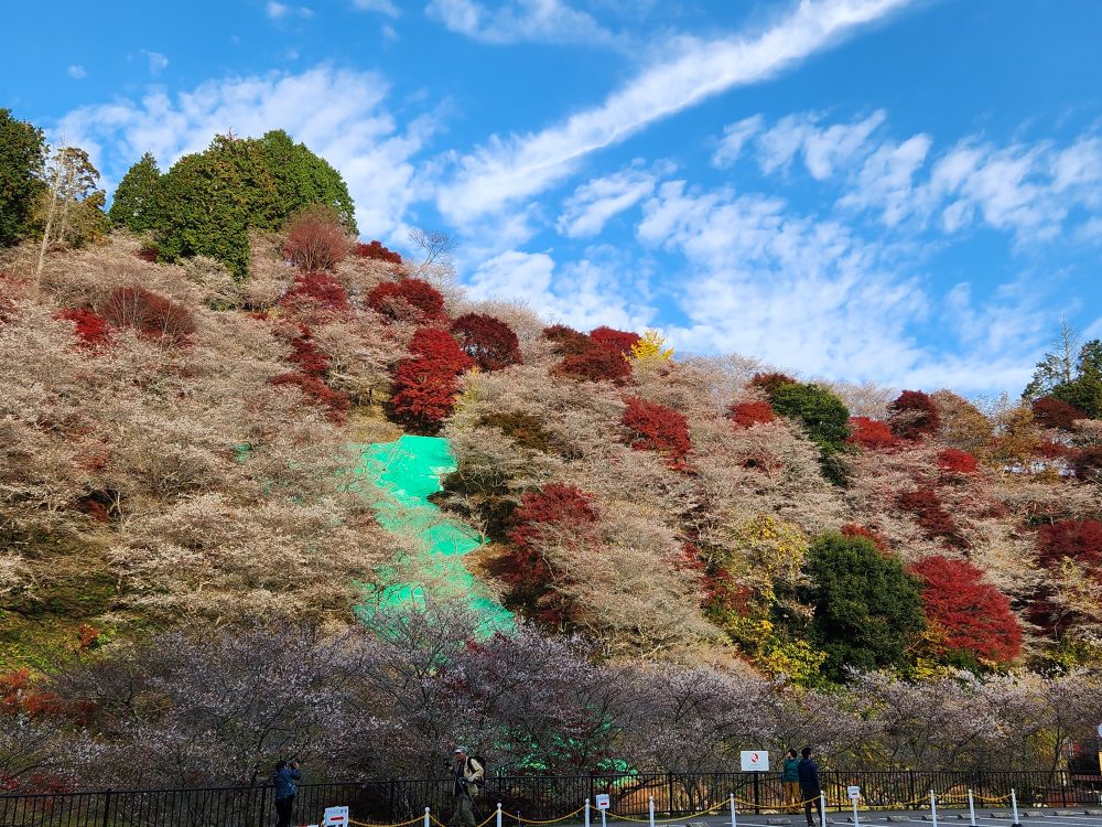 川見四季桜のさと