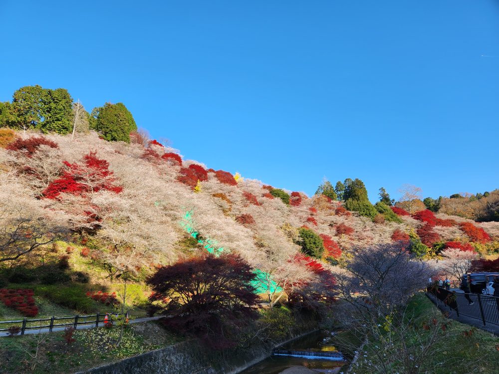 川見四季桜の里