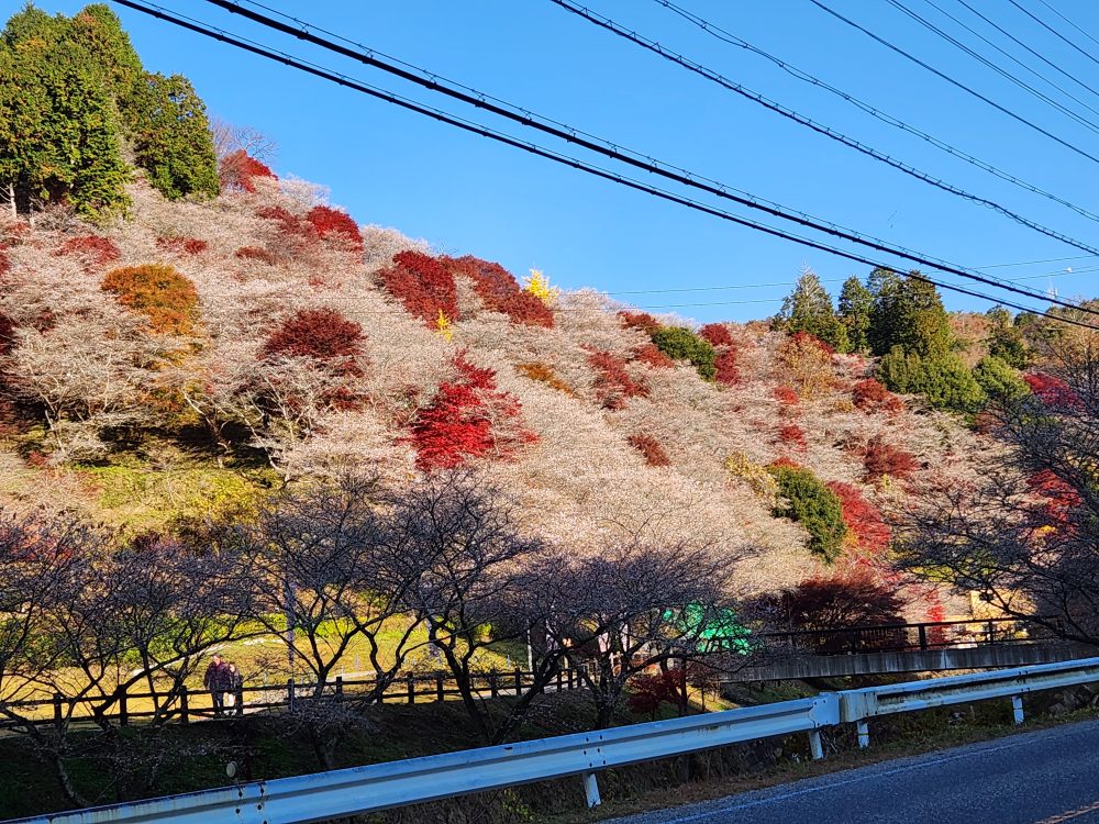 川見四季桜の里