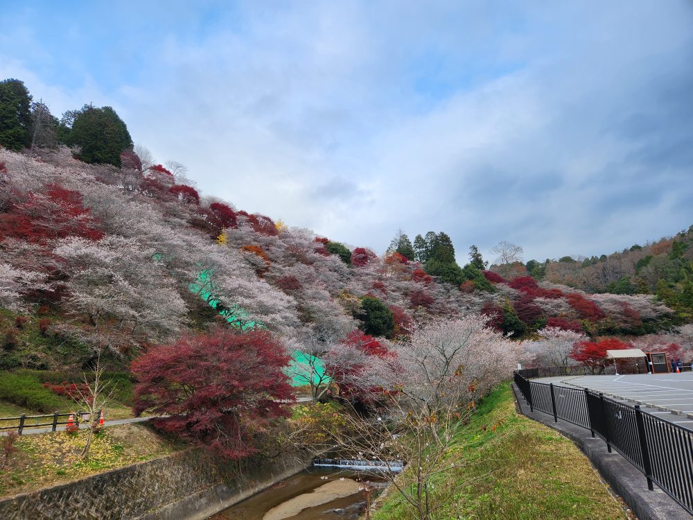 川見四季桜の里