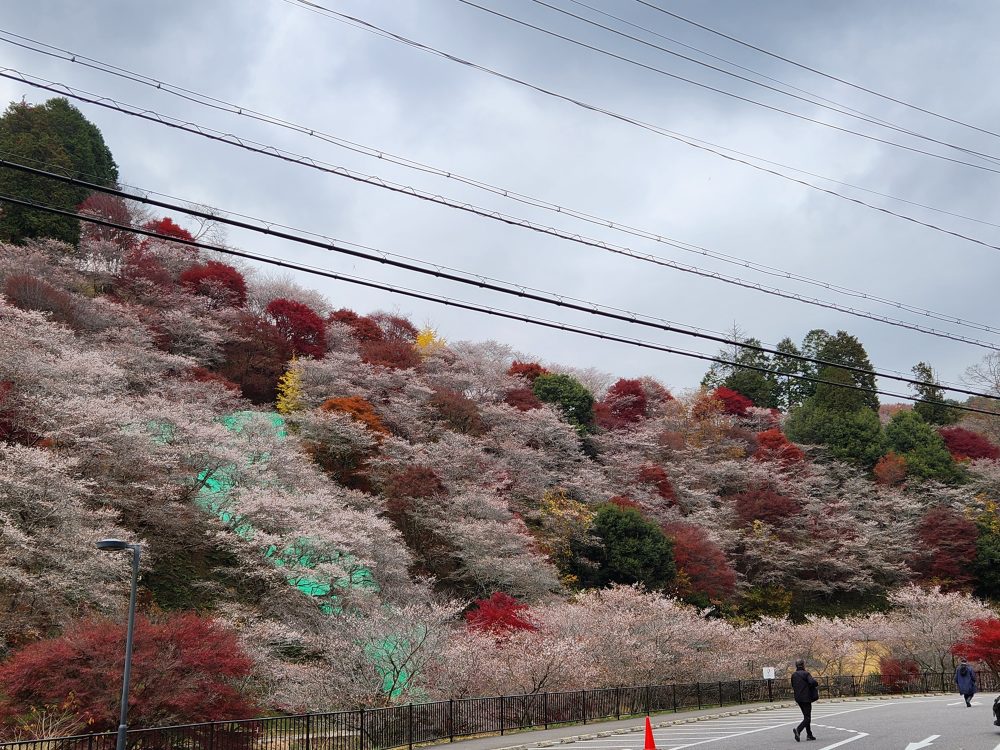 川見四季桜の里