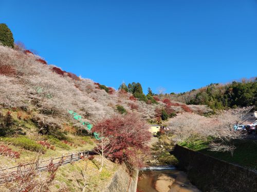 川見四季桜の里