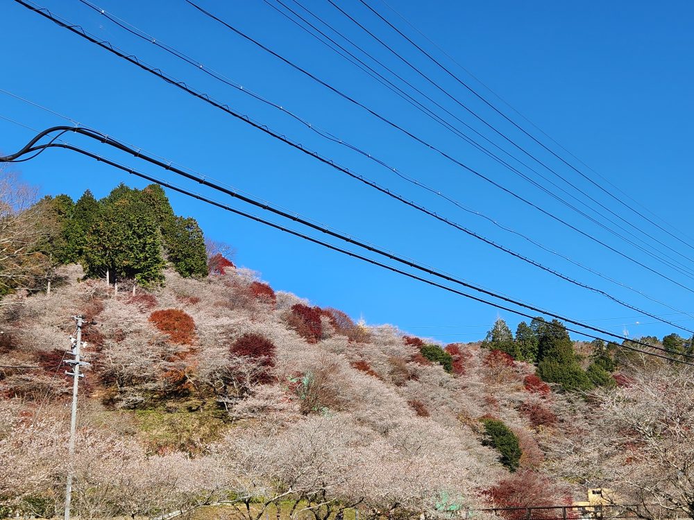 川見四季桜の里