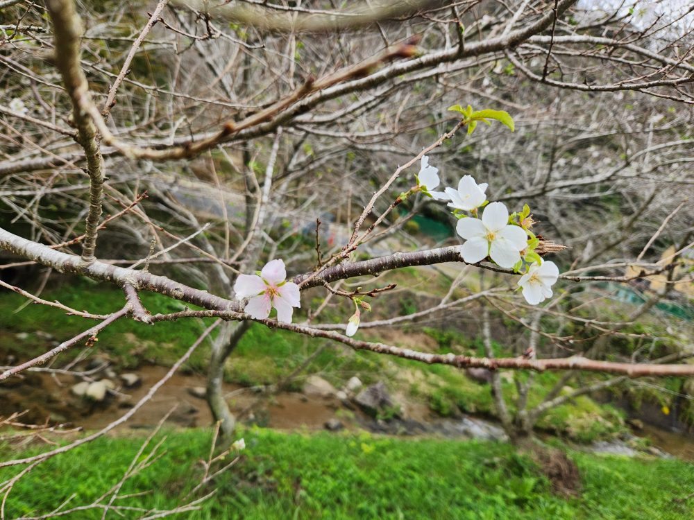 川見四季桜の里
