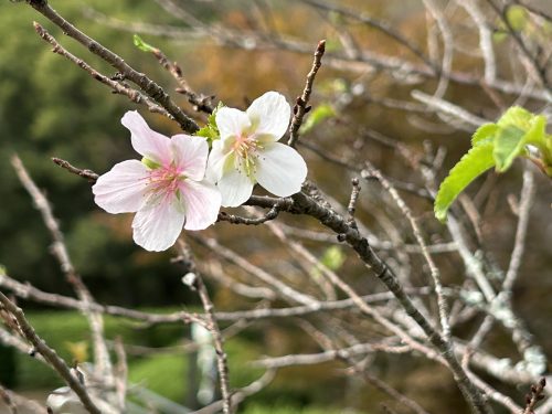 小原ふれあい公園