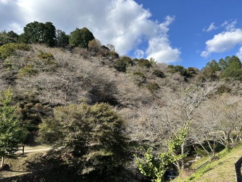 川見四季桜の里
