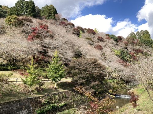 川見四季桜の里