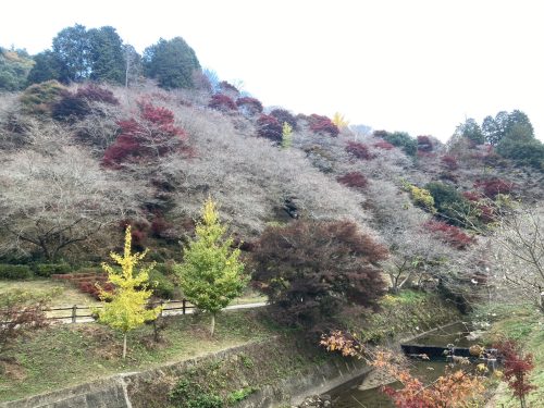川見四季桜の里