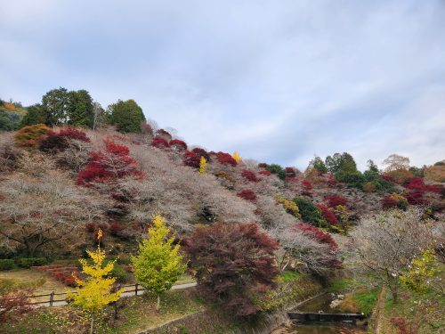 川見四季桜の里