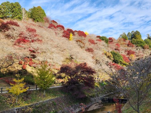 川見四季桜の里