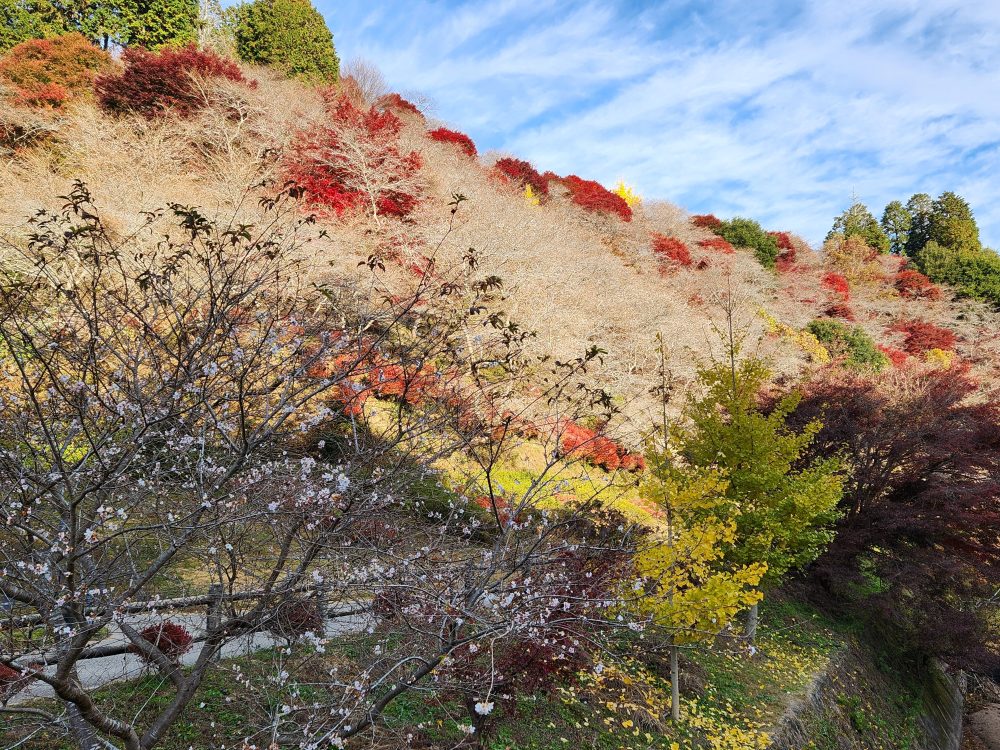 川見四季桜の里