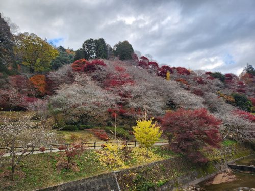 川見四季桜の里