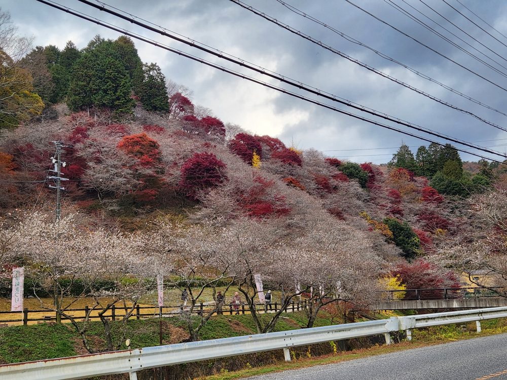 川見四季桜の里