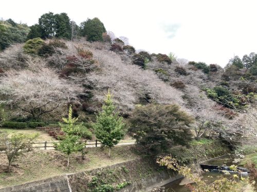 川見四季桜の里