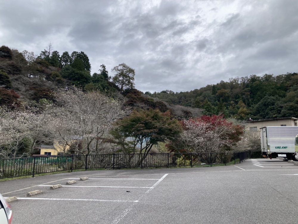 川見四季桜の里