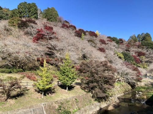 川見四季桜の里