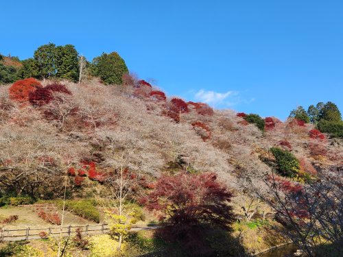 川見四季桜の里