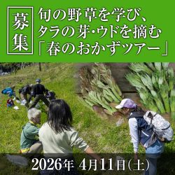 旬の野草を学び、タラの芽・ウドを摘む「春の野草おかずツアー」のお知らせ